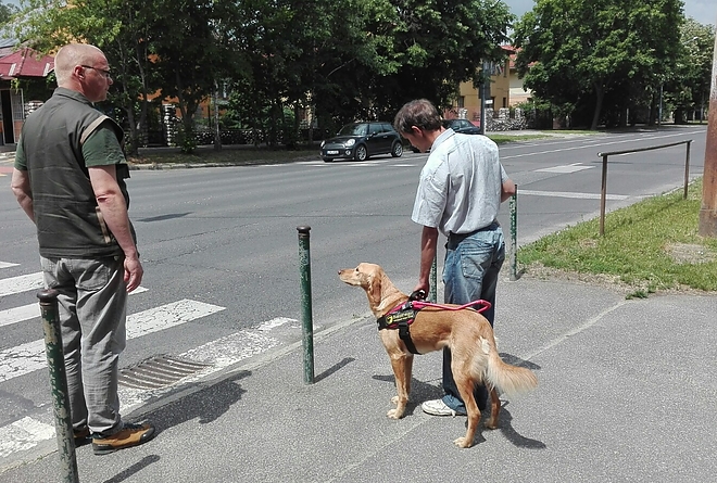 vakvezeto_kutya_11.jpg