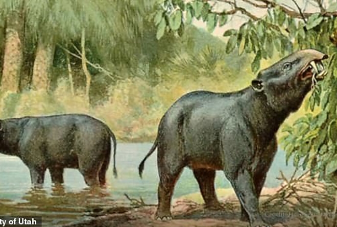 africa_mammals2.jpg