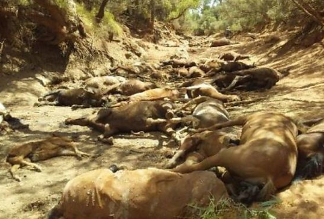 ausztralia.png ausztralia.png