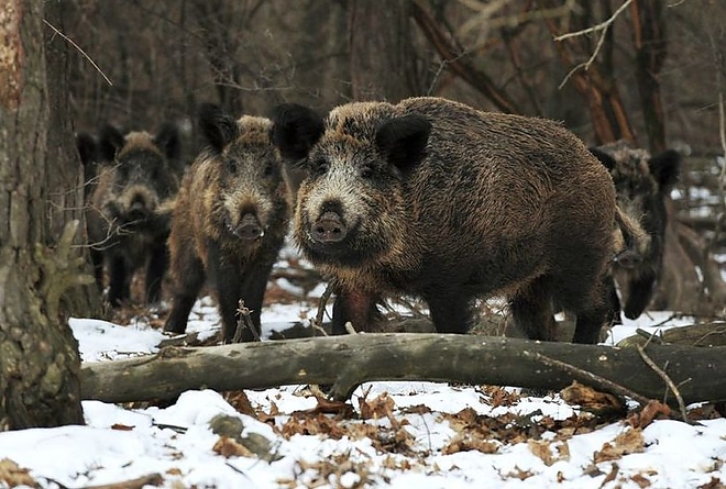 vaddiszno-.jpg vaddiszno-.jpg