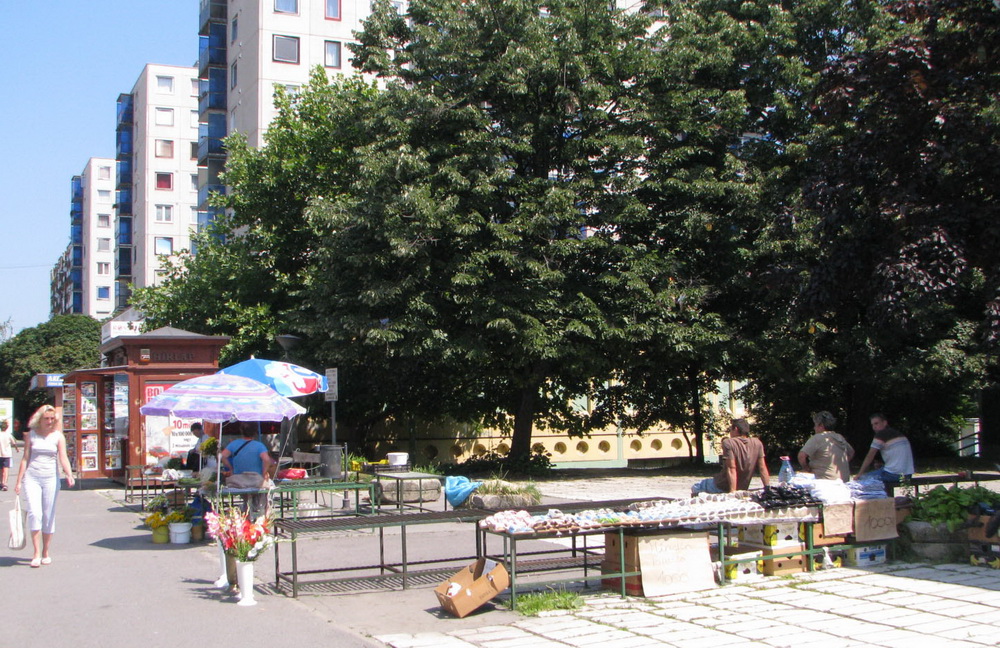 avaspiac1.jpg
