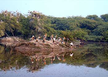bharatpur-nationalpark.jpg