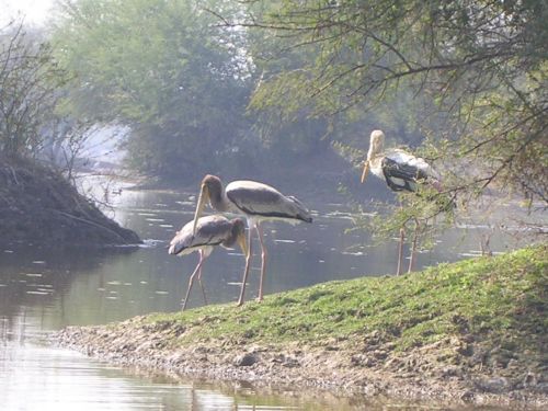 bharatpur_flamingo.jpg