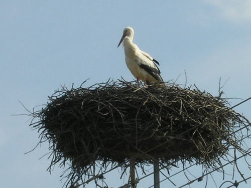 golyafeszek.jpg
