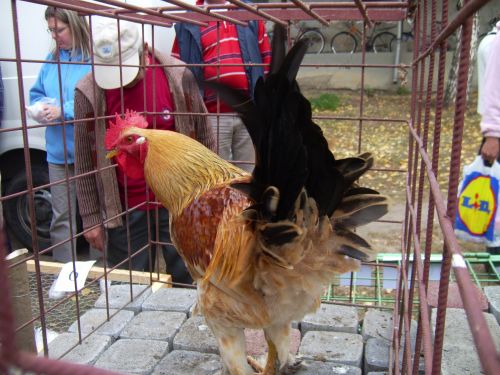 kakasok05.jpg