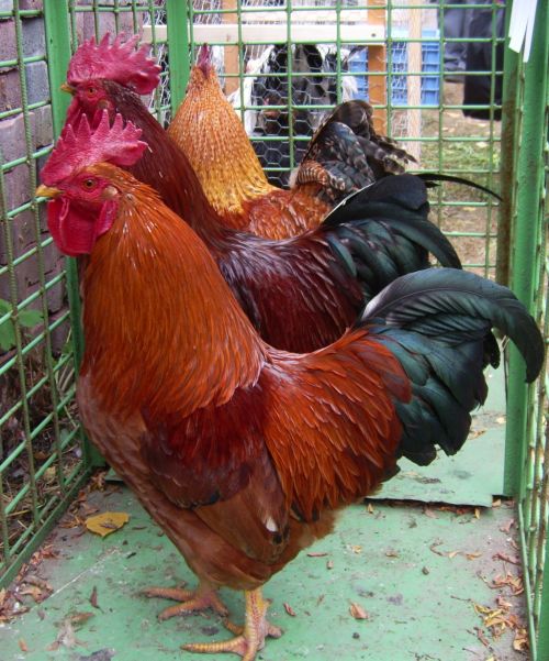 kakasok06_.jpg