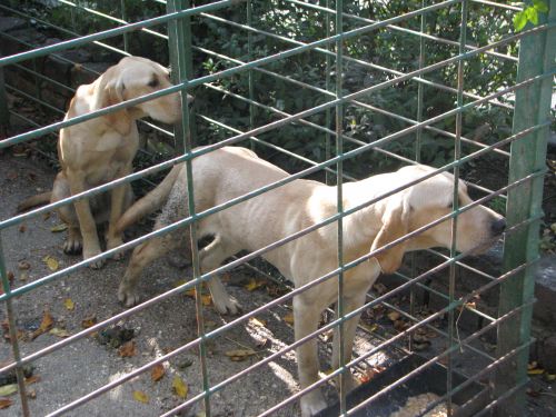 kutya_labradorok.jpg