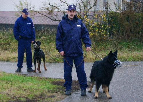 kutyren.jpg