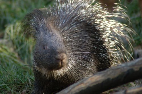 miskolczoo_sul_02.jpg