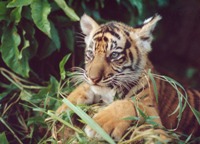 tigris_szumatrai.jpg