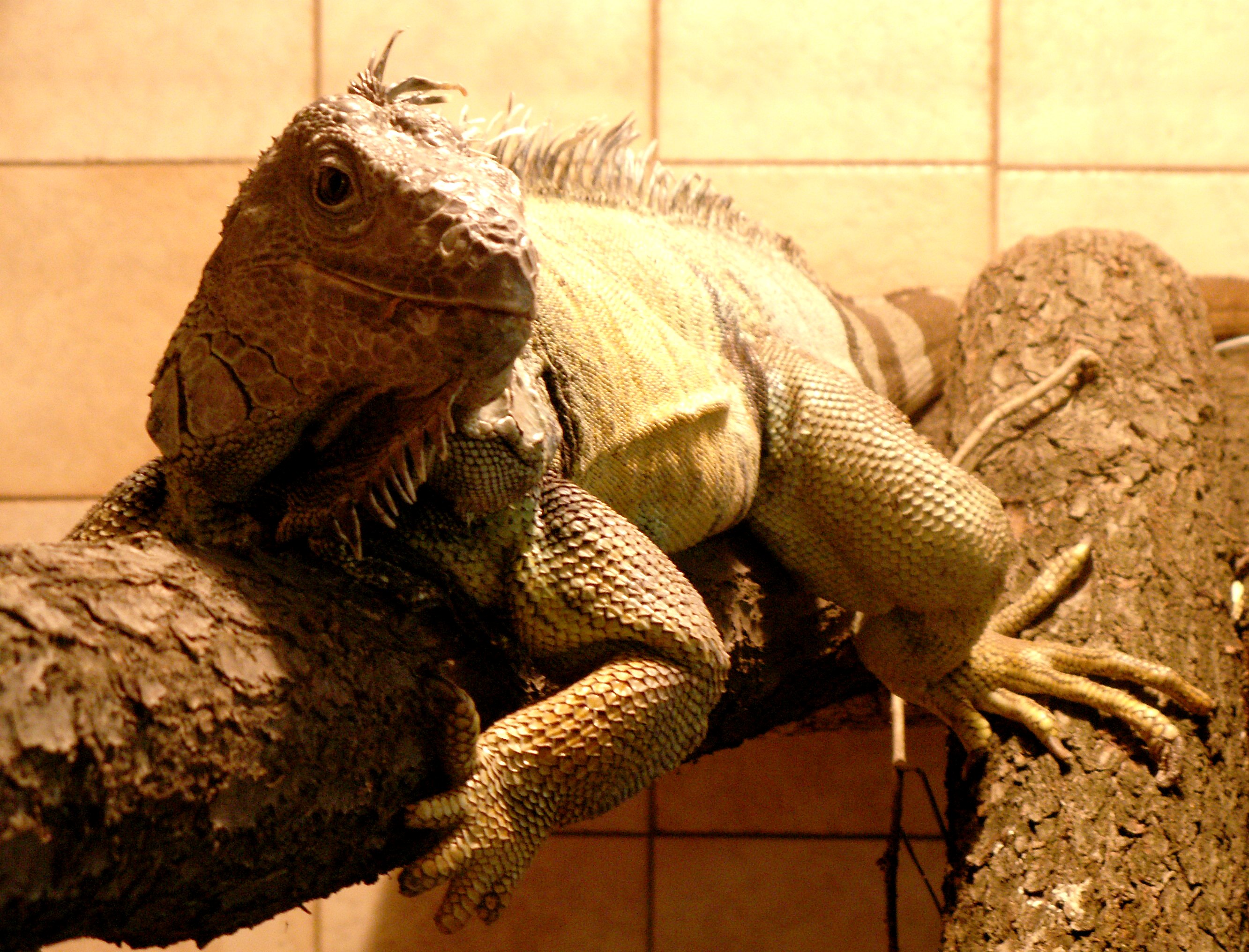 leguan.jpg