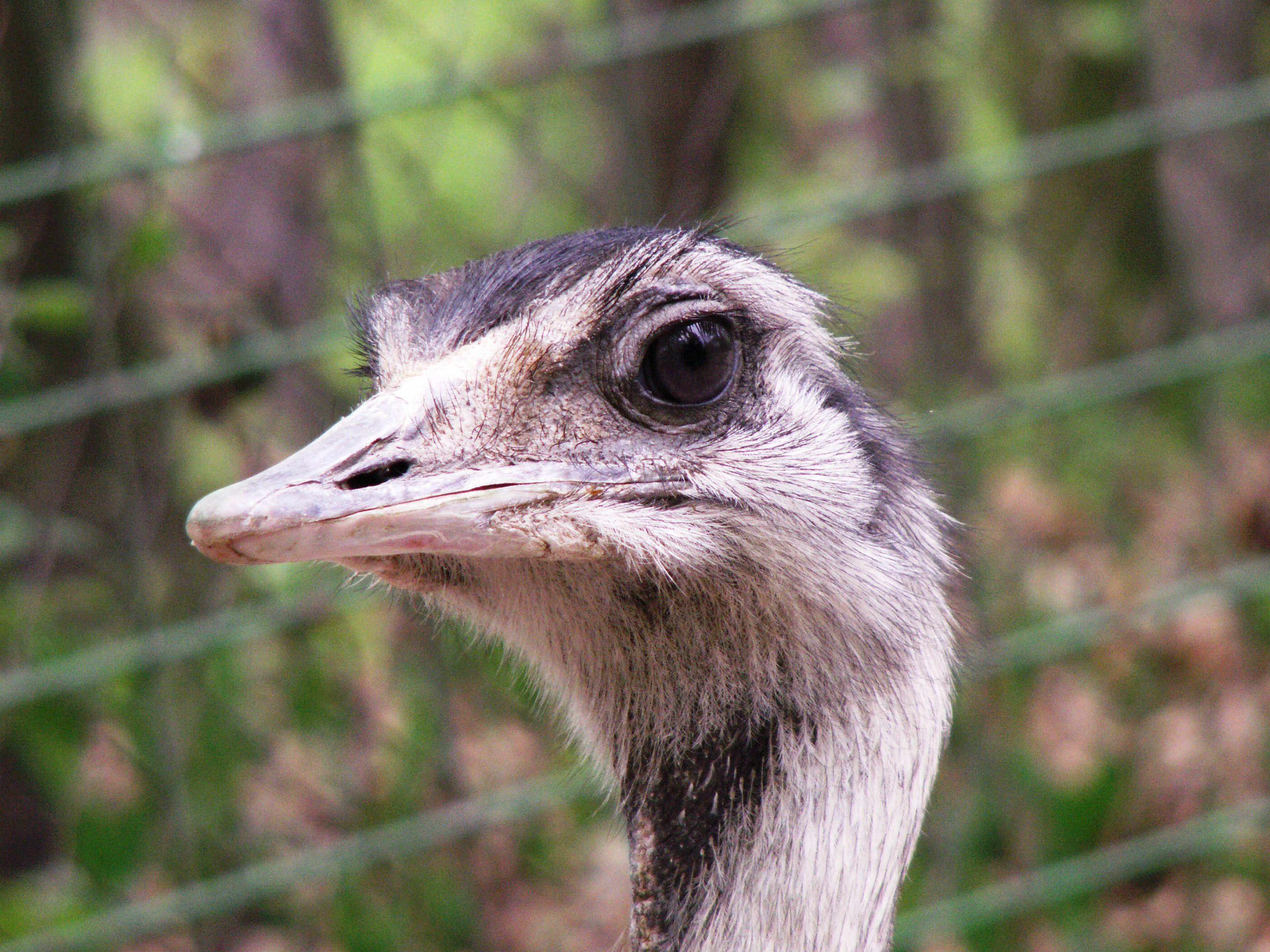 nandu.jpg