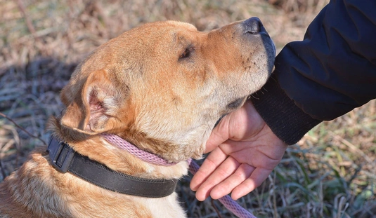 Nyílt nap az állategészségügyi telepen 