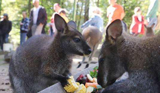 Örökbefogadási nap Miskolci Állatkertben 