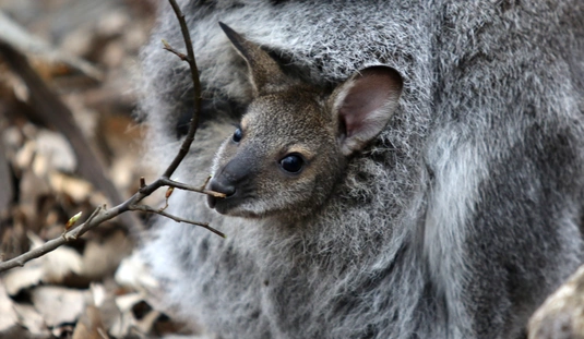 Kenguru született Miskolcon 