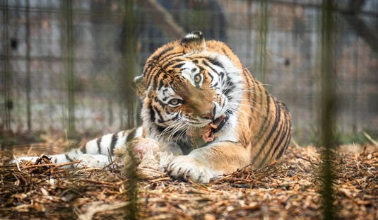 Kiscicák és nagymacskák, látványetetés a Miskolci Állatkertben 