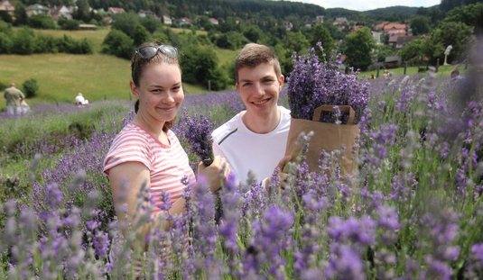 Levendulaszüret Gyuri bácsi gyógynövénykertjében 