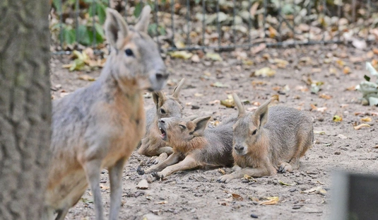 Nagymara hármasikrek