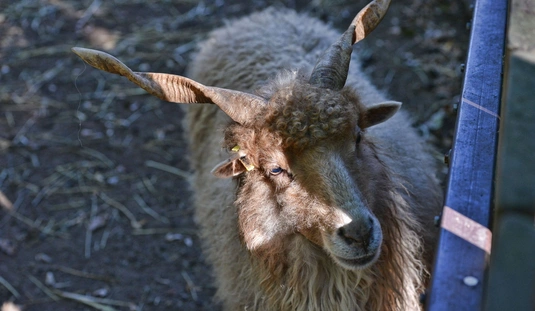 Állatok világnapja az Állatkertben