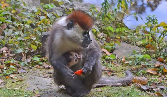 Cuki apróság született a Miskolci Állatkertben. Fotó: Osztie Tibor