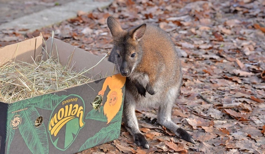 Befogadták a kenguruk a kis árvát