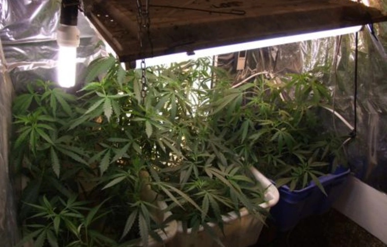 Árammal védett kannabisz-ültetvényre csaptak le Miskolcon