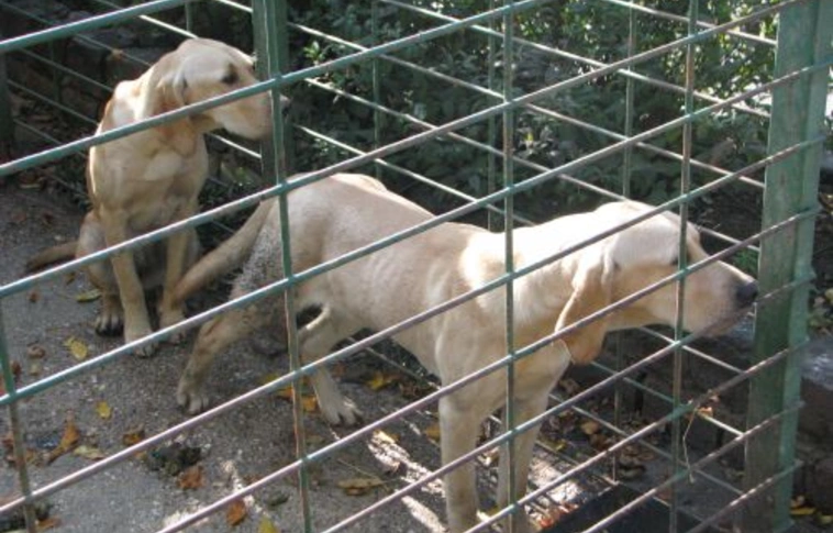 Ebadta kutyasors