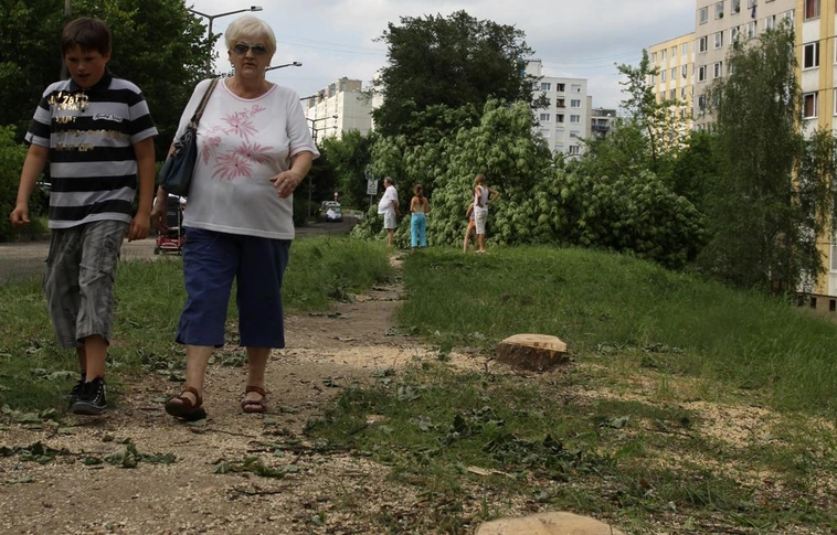 A képviselő plusz növényeket is ültet