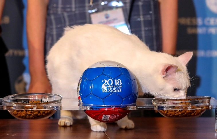 Brazil győzelmet jósol Achilles, a süket macska