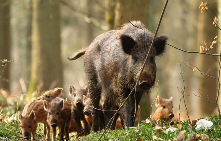 Megfékezhetetlennek tűnik a sertéspestis - online képzés indult a vadászok számára