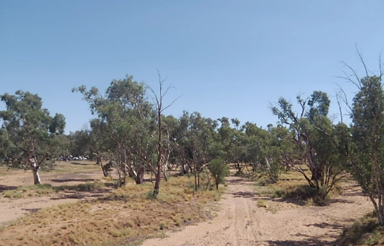 Vadállatok tömegei pusztulnak el a forró ausztrál nyárban