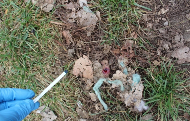 Őrizetben az emberölés kísérletének gyanúsítottja