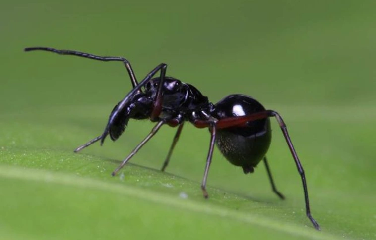 A pók is anyatejjel táplálja kicsinyeit 