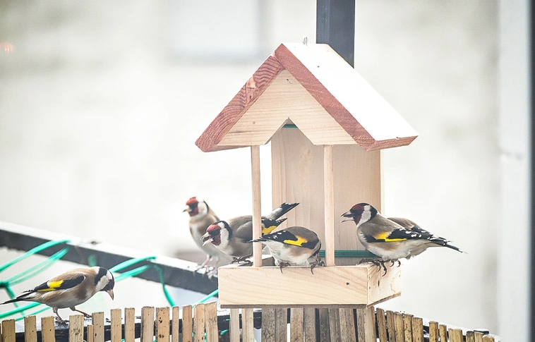 Életmentő lehet az áttelelő madarak etetése