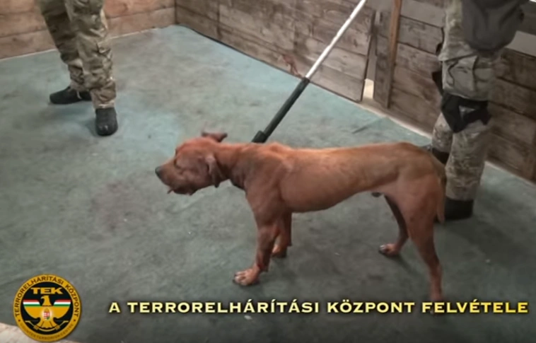 Horror: vágóhídon szervezték az állatviadalokat, amikor a TEK rajtuk ütött (Videóval)