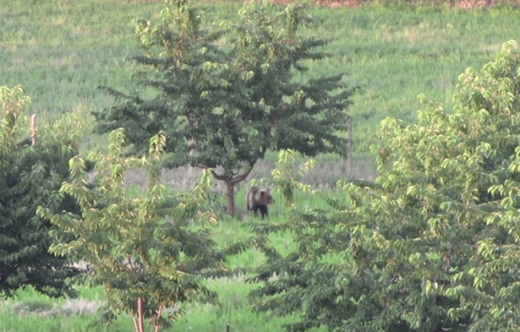 Itt jártak szerdán a medvék - új videókat tett közzé a Bükki Nemzeti Park, hogy ne féljünk!