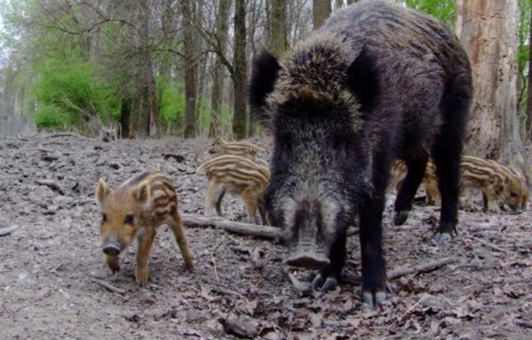 Nagy gáz: itt a sertéspestis Borsodban, figyelmeztet a hatóság!