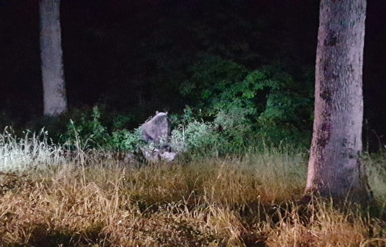 Szabadon engedték a kóborló medvét