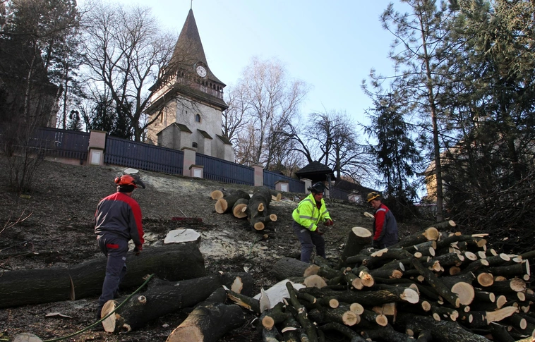 Folytatódik a történelmi Avas faállományának gondozása