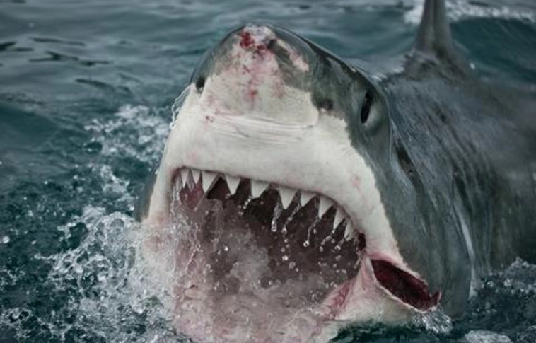 Cápatámadás áldozata lett egy szörfös a massachusetts-i partoknál