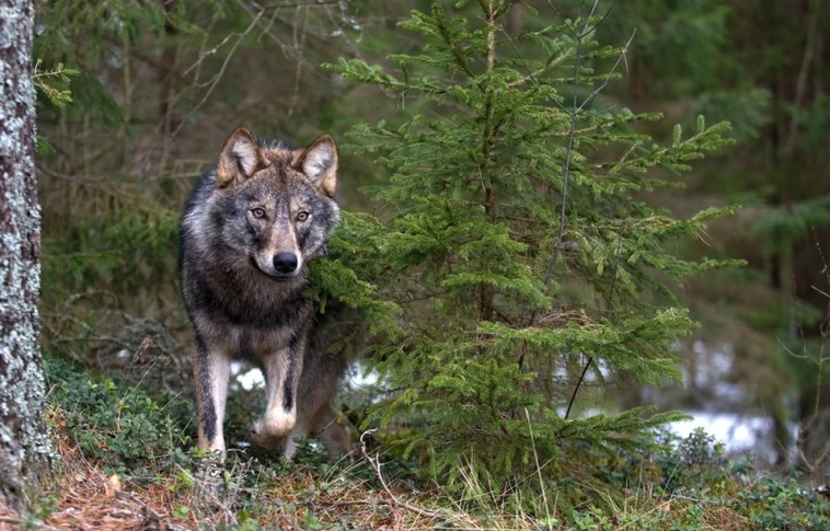 Farkas támadt az udvaron játszó gyerekekre