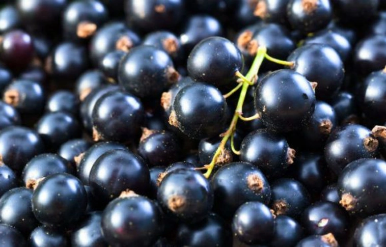 Feketeribizliből készül a jövő hajfestéke