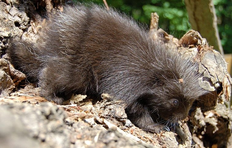 Európai szinten is ritkaság! Kúszósül született a Miskolci Állatkertben
