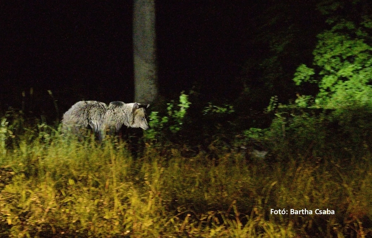 Igazi szabadulóművész ez a medve!