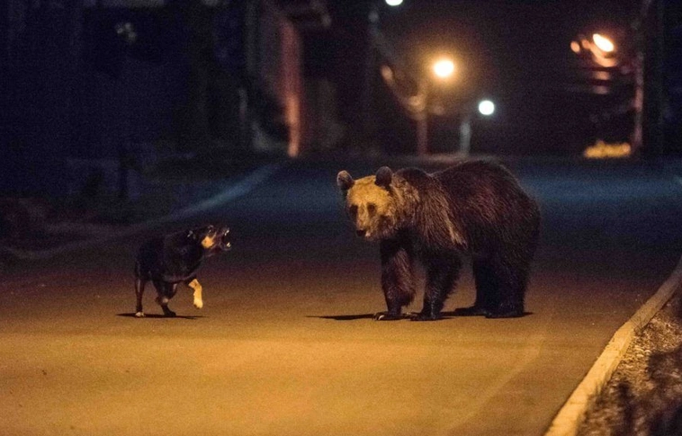 Bárhol felbukkanhat a medve Miskolcon és környékén - de mit tegyünk, ha találkozunk vele?! (Videókkal)