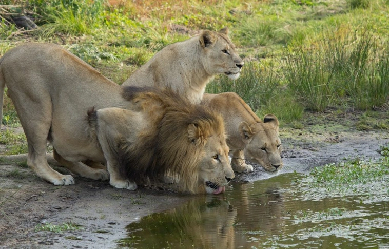 Orrszarvúra akartak vadászni, az oroszlánok széttépték őket