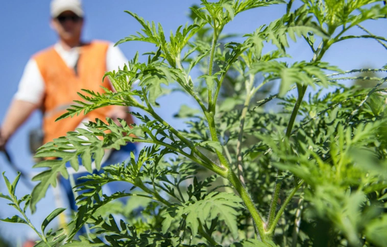 Nagyon sok a parlagfű Magyarországon