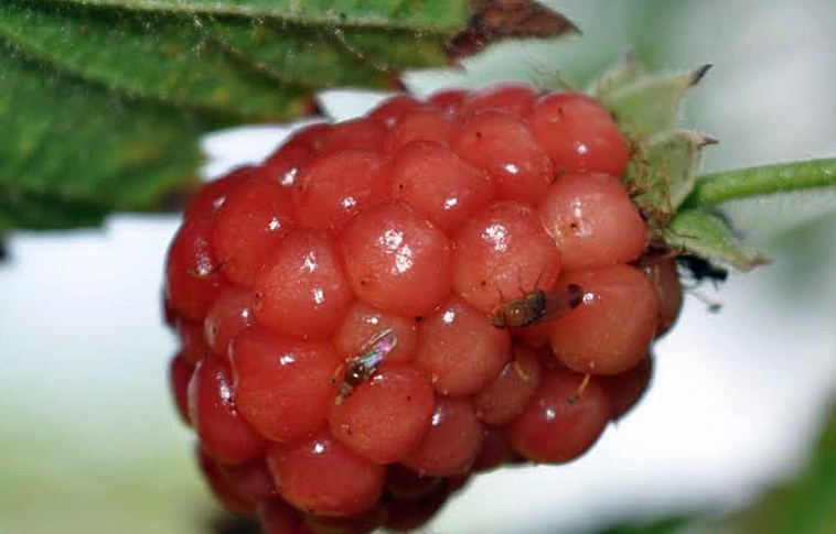 Nehéz védekezni ez ellen az új kártevő ellen