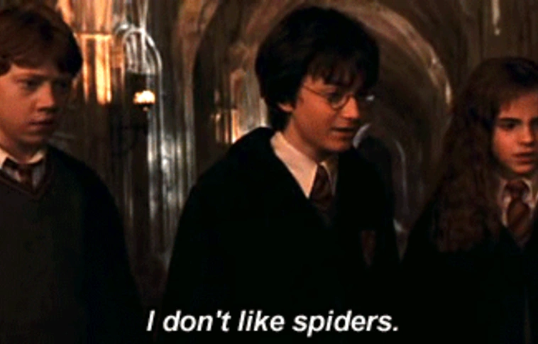 Pizzát rendelt, hogy a futárral ölethesse meg a lakásában garázdálkodó pókot