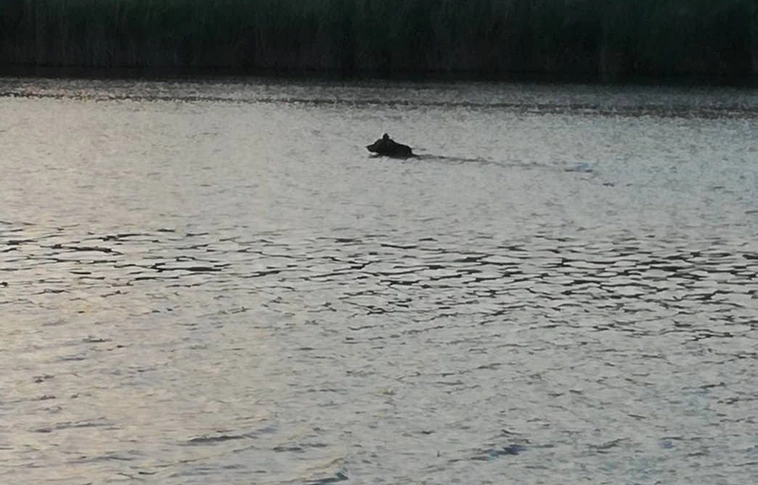 Most Szolnoknál vélték felfedezni a medvét – fürdőzés közben! (Videóval!)